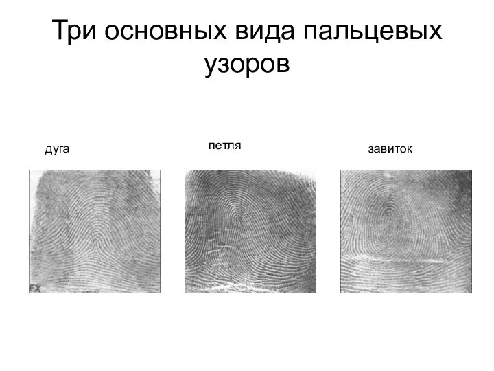 Три основных вида пальцевых узоров дуга петля завиток