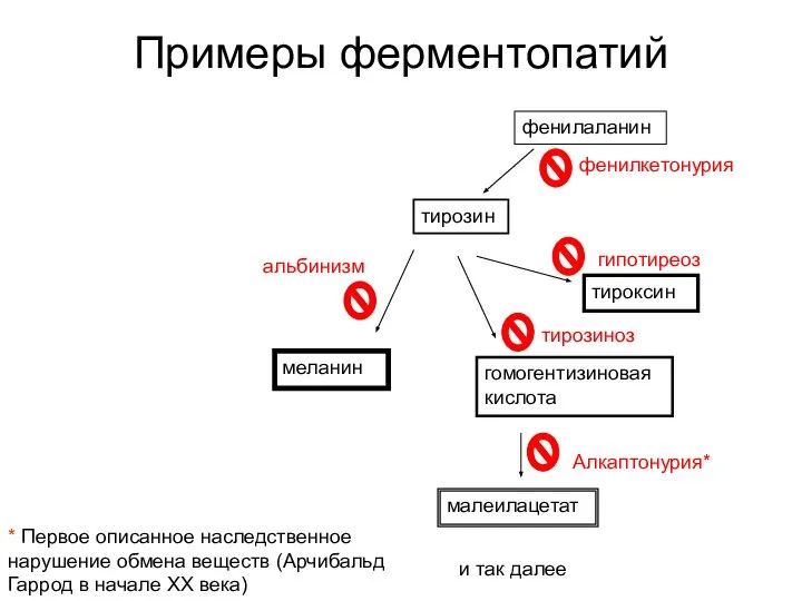 Примеры ферментопатий фенилаланин тирозин меланин гомогентизиновая кислота малеилацетат и так далее