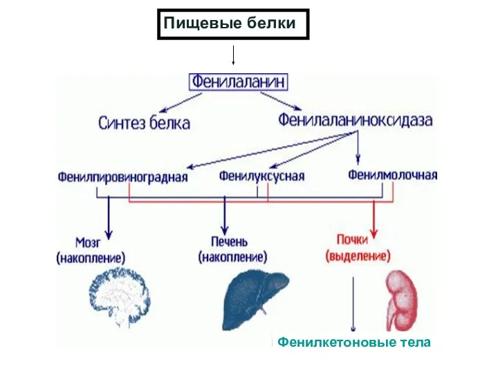 Фенилкетоновые тела Пищевые белки