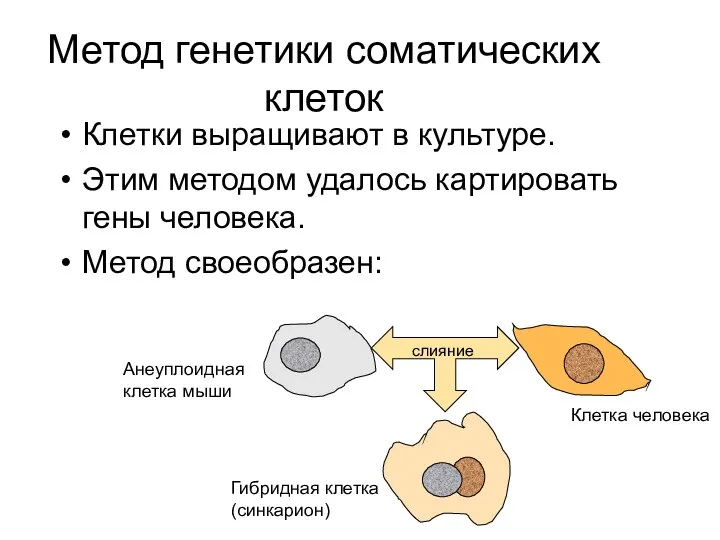 Метод генетики соматических клеток Клетки выращивают в культуре. Этим методом удалось