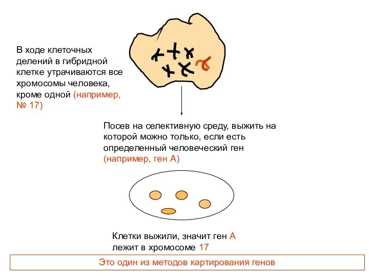 В ходе клеточных делений в гибридной клетке утрачиваются все хромосомы человека,