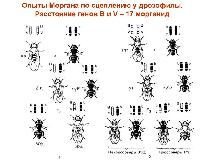 Опыты Моргана по сцеплению у дрозофилы. Расстояние генов В и V – 17 морганид