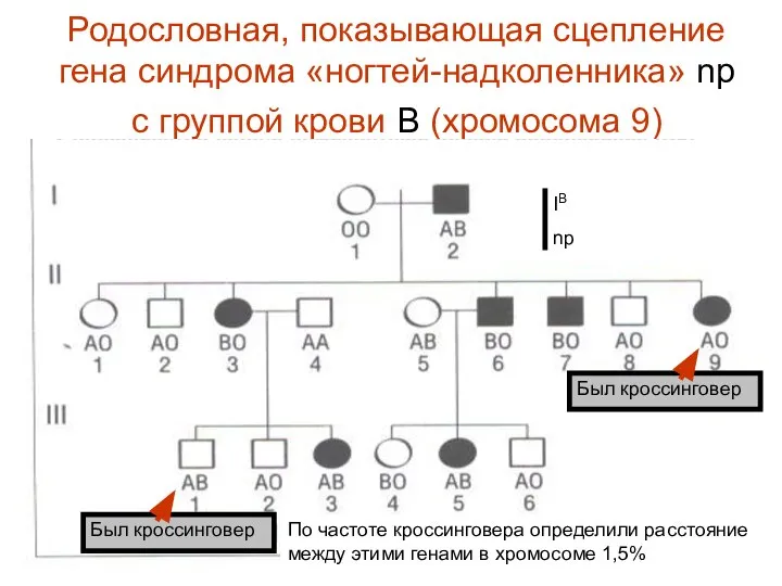 Родословная, показывающая сцепление гена синдрома «ногтей-надколенника» np с группой крови В