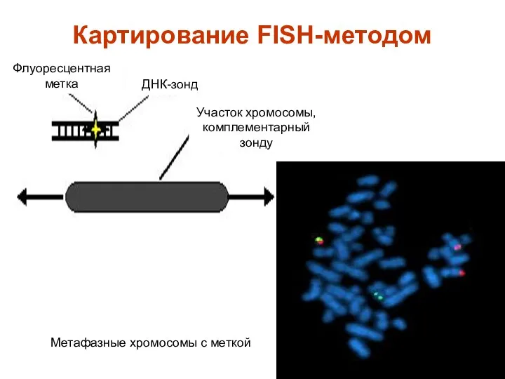 Картирование FISH-методом Флуоресцентная метка ДНК-зонд Участок хромосомы, комплементарный зонду Метафазные хромосомы с меткой