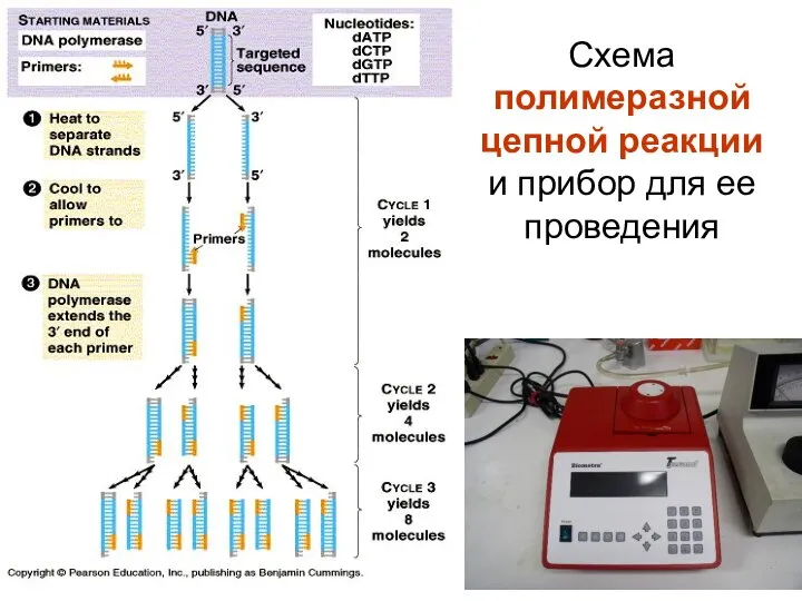 Схема полимеразной цепной реакции и прибор для ее проведения