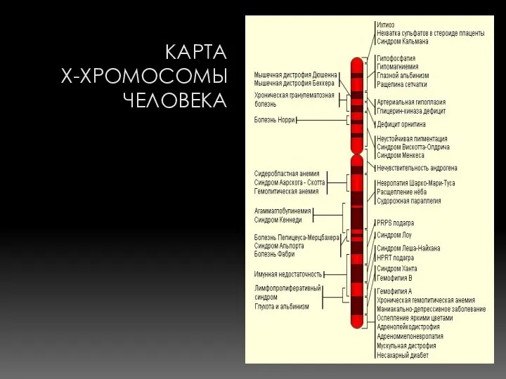 КАРТА Х-ХРОМОСОМЫ ЧЕЛОВЕКА