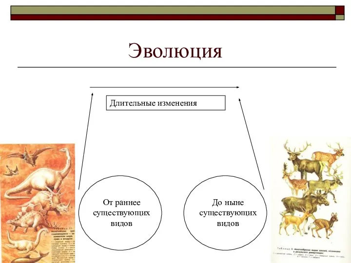 Эволюция Длительные изменения От раннее существующих видов До ныне существующих видов