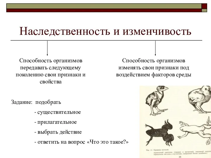 Наследственность и изменчивость Способность организмов передавать следующему поколению свои признаки и