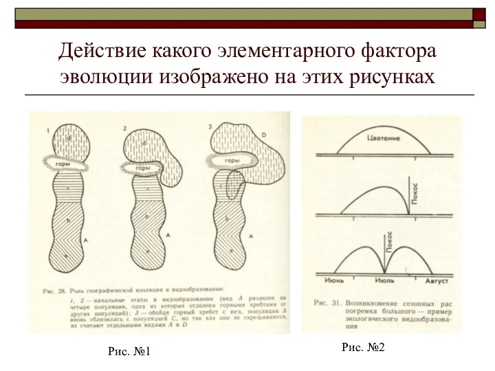 Действие какого элементарного фактора эволюции изображено на этих рисунках Рис. №1 Рис. №2