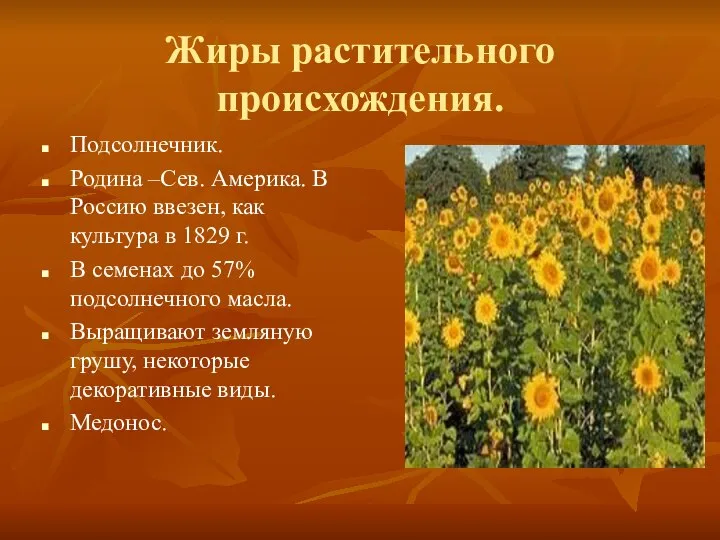 Жиры растительного происхождения. Подсолнечник. Родина –Сев. Америка. В Россию ввезен, как