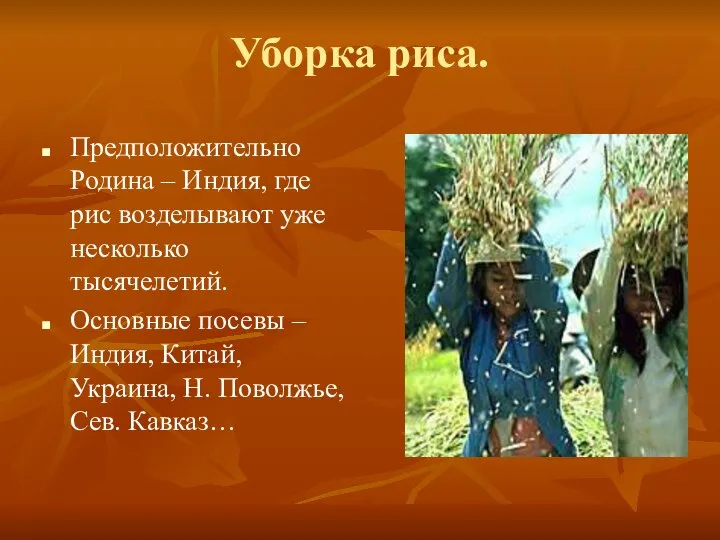 Уборка риса. Предположительно Родина – Индия, где рис возделывают уже несколько