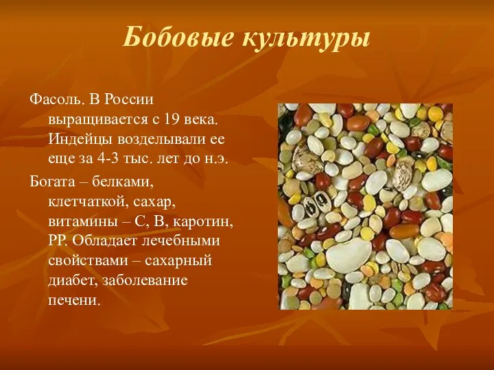 Бобовые культуры Фасоль. В России выращивается с 19 века. Индейцы возделывали