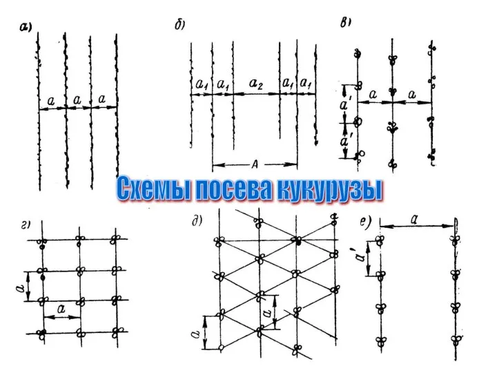 Схемы посева кукурузы