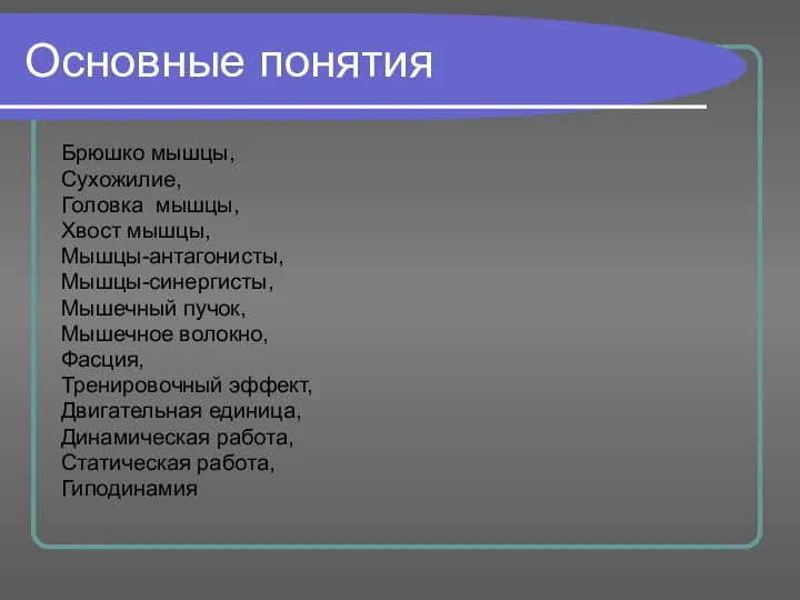 Основные понятия Брюшко мышцы, Сухожилие, Головка мышцы, Хвост мышцы, Мышцы-антагонисты, Мышцы-синергисты,