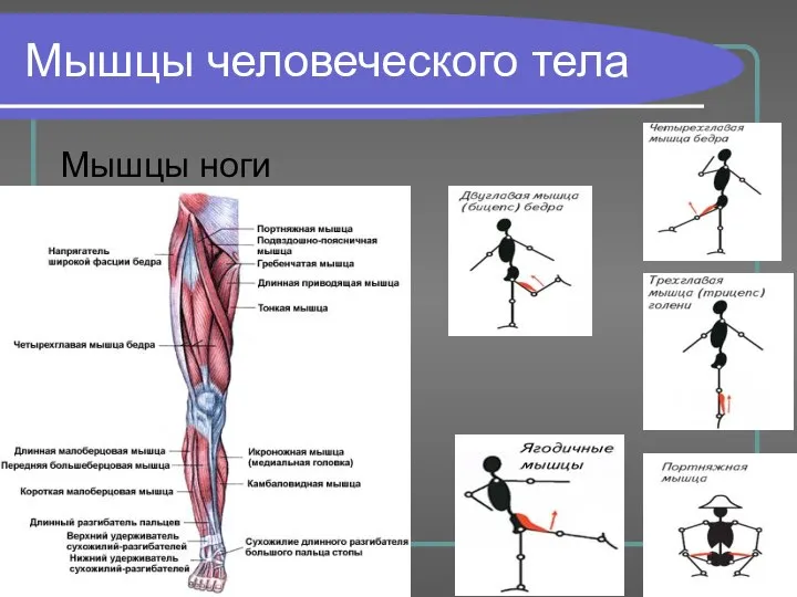 Мышцы человеческого тела Мышцы ноги