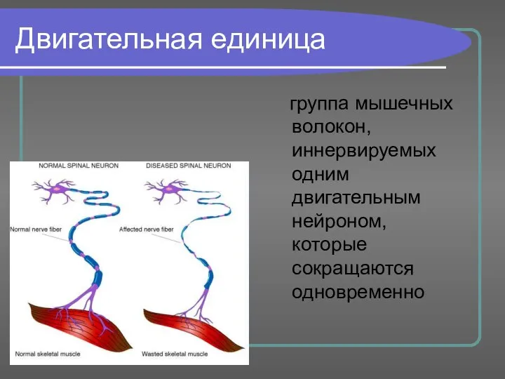 Двигательная единица группа мышечных волокон, иннервируемых одним двигательным нейроном, которые сокращаются одновременно