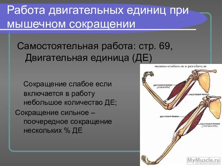 Работа двигательных единиц при мышечном сокращении Самостоятельная работа: стр. 69, Двигательная