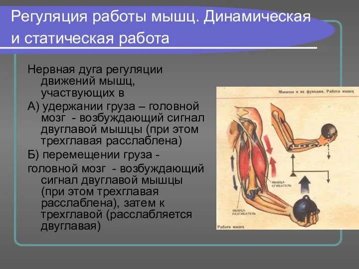 Регуляция работы мышц. Динамическая и статическая работа Нервная дуга регуляции движений