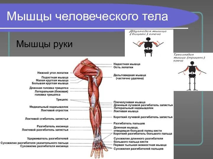 Мышцы человеческого тела Мышцы руки