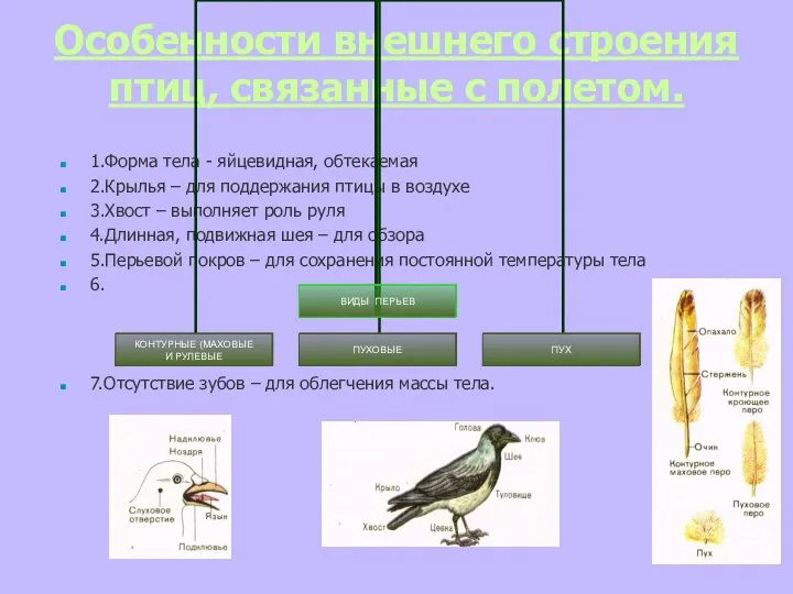 Особенности внешнего строения птиц, связанные с полетом. 1.Форма тела - яйцевидная,