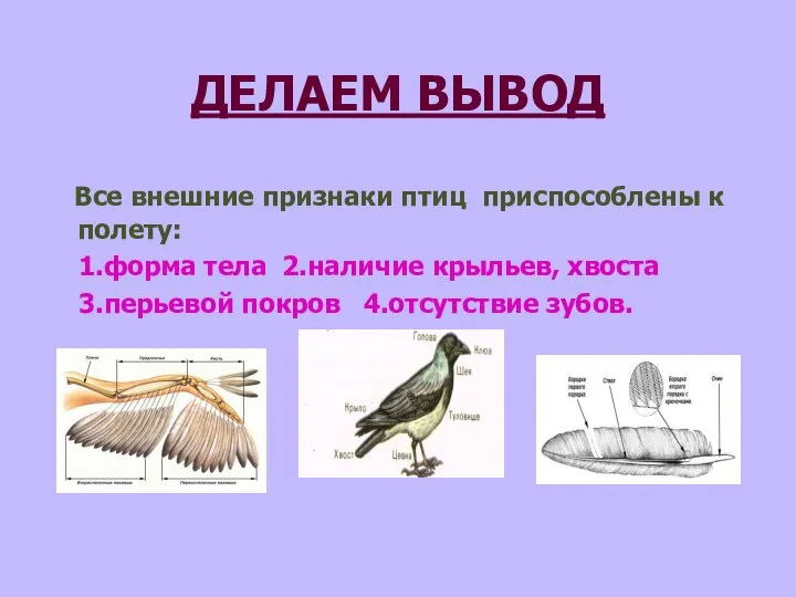 ДЕЛАЕМ ВЫВОД Все внешние признаки птиц приспособлены к полету: 1.форма тела