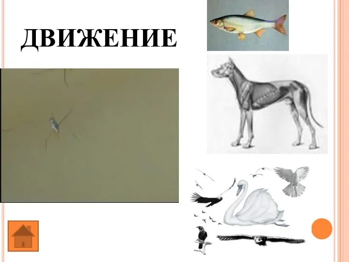 ДВИЖЕНИЕ