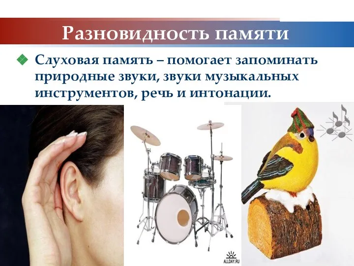 www.themegallery.com Company Logo Разновидность памяти Слуховая память – помогает запоминать природные