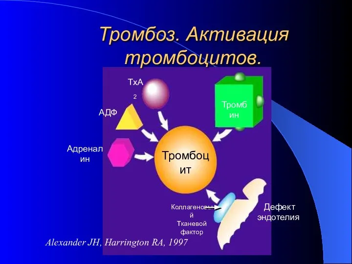 Тромбоз. Активация тромбоцитов. Тромбоцит Коллагеновый Тканевой фактор Тромбин TxA2 АДФ Адреналин