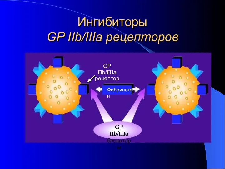 Ингибиторы GP IIb/IIIa рецепторов Фибриноген GP IIb/IIIa рецептор GP IIb/IIIa блокаторы