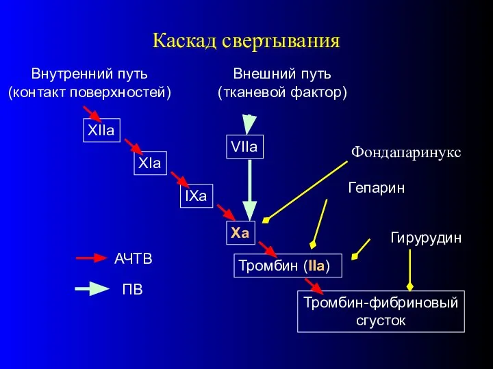 Каскад свертывания XIIa XIa IXa Внутренний путь (контакт поверхностей) Xa Внешний