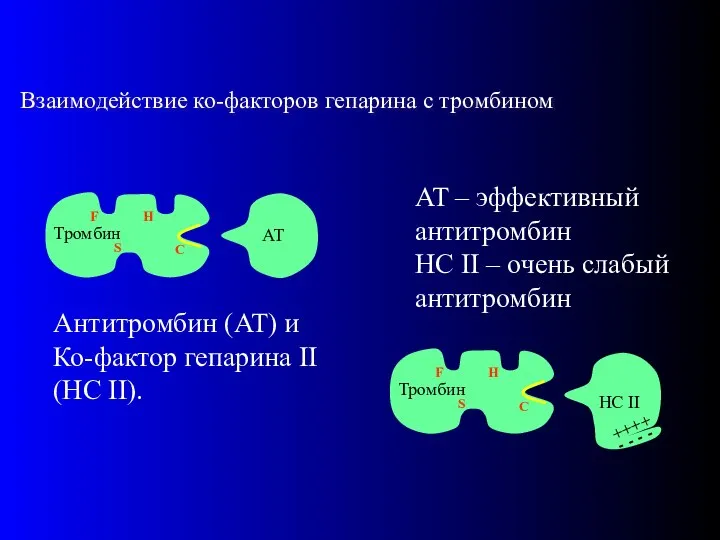 Антитромбин (AT) и Ко-фактор гепарина II (HC II). AT – эффективный