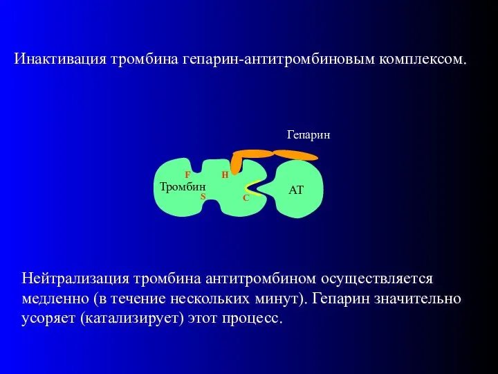 AT Гепарин Инактивация тромбина гепарин-антитромбиновым комплексом. Нейтрализация тромбина антитромбином осуществляется медленно