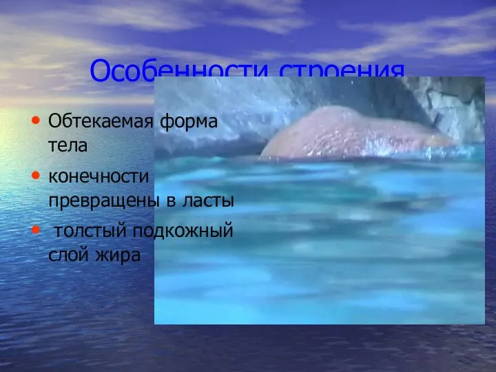 Особенности строения Обтекаемая форма тела конечности превращены в ласты толстый подкожный слой жира