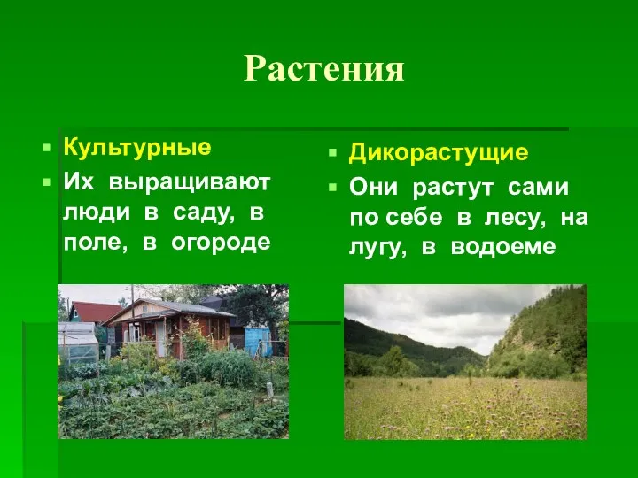 Растения Культурные Их выращивают люди в саду, в поле, в огороде