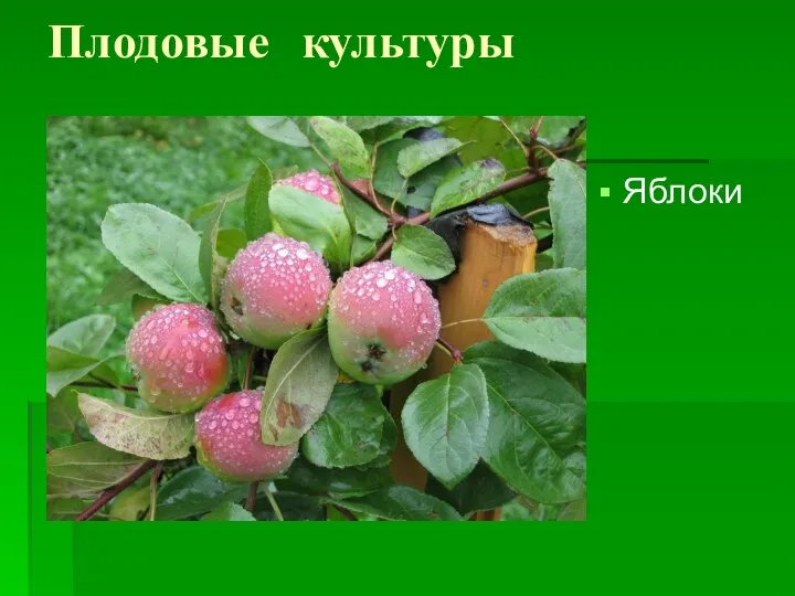 Плодовые культуры Яблоки