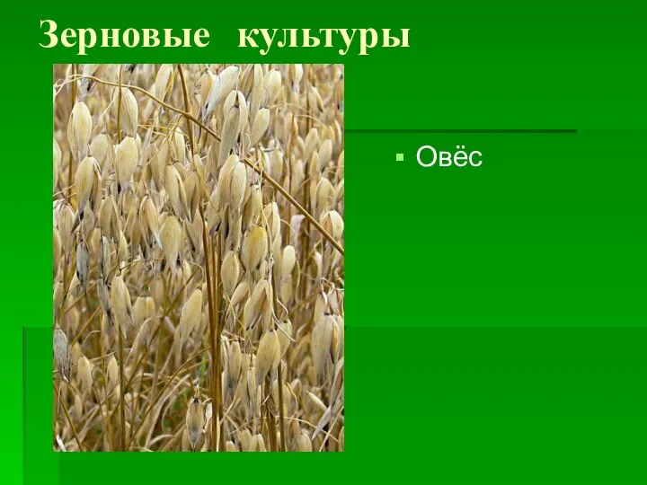 Зерновые культуры Овёс