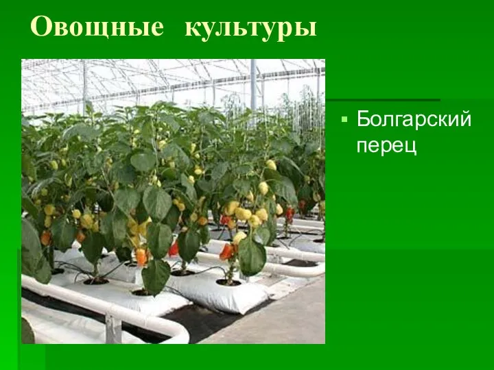 Овощные культуры Болгарский перец