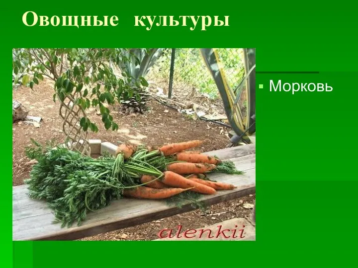 Овощные культуры Морковь