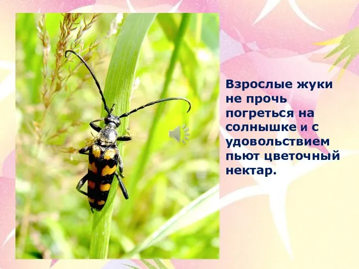 Взрослые жуки не прочь погреться на солнышке и с удовольствием пьют цветочный нектар.