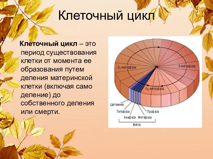 Клеточный цикл Клеточный цикл – это период существования клетки от момента