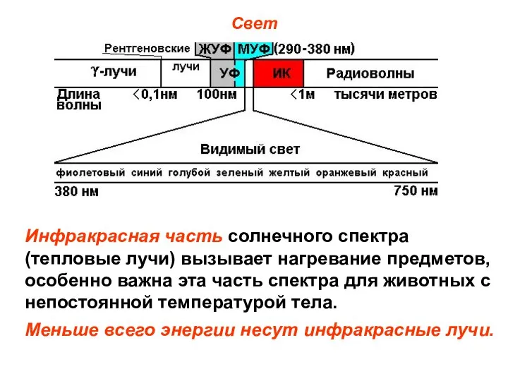 Свет Инфракрасная часть солнечного спектра (тепловые лучи) вызывает нагревание предметов, особенно