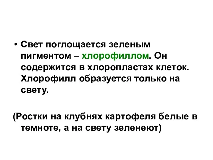 Свет поглощается зеленым пигментом – хлорофиллом. Он содержится в хлоропластах клеток.