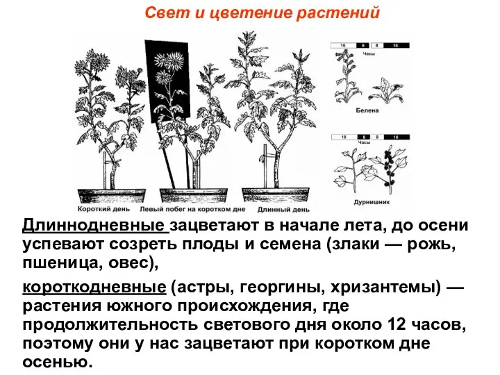 Свет и цветение растений Длиннодневные зацветают в начале лета, до осени