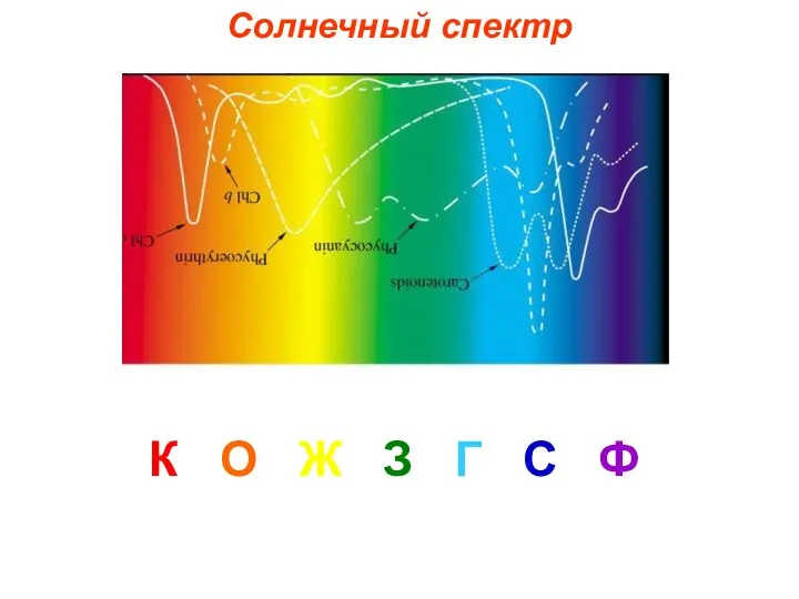 Солнечный спектр К О Ж З Г С Ф