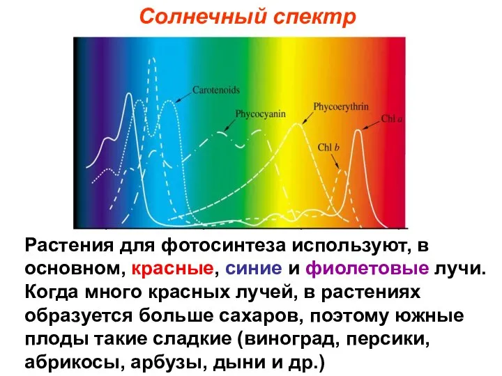 Солнечный спектр Растения для фотосинтеза используют, в основном, красные, синие и