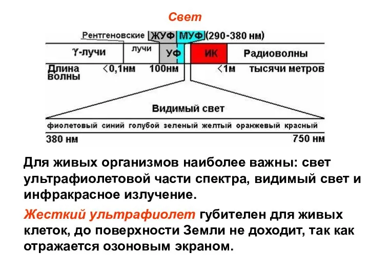 Свет Для живых организмов наиболее важны: свет ультрафиолетовой части спектра, видимый