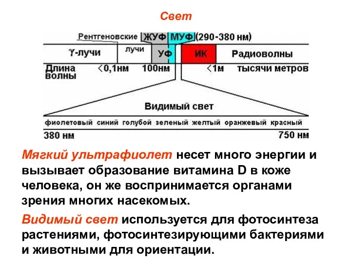 Свет Мягкий ультрафиолет несет много энергии и вызывает образование витамина D