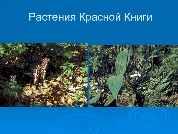 Растения Красной Книги