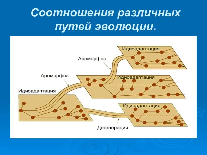 Соотношения различных путей эволюции.