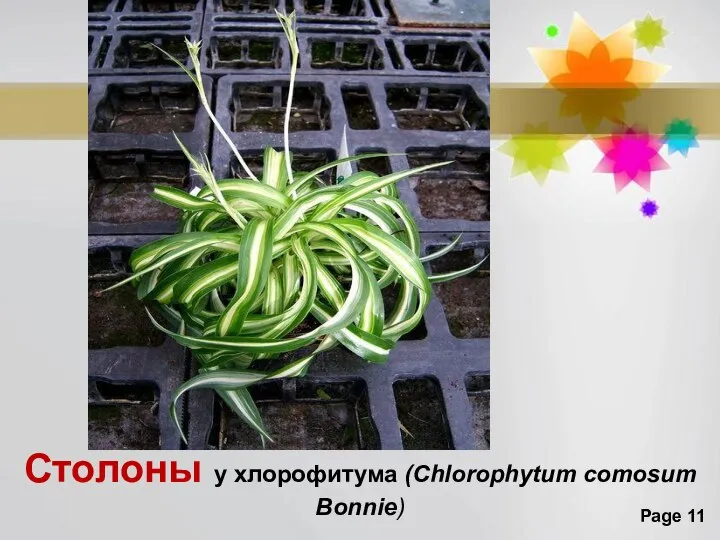 Столоны у хлорофитума (Chlorophytum comosum Bonnie)